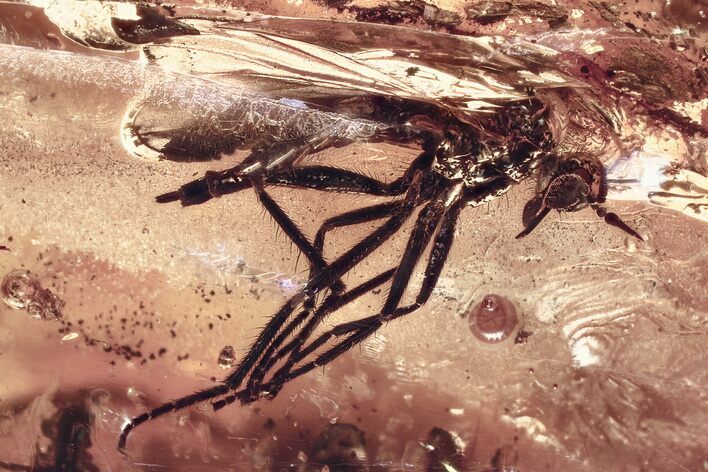 Detailed Fossil Dagger Fly (Empididae) In Baltic Amber #372557